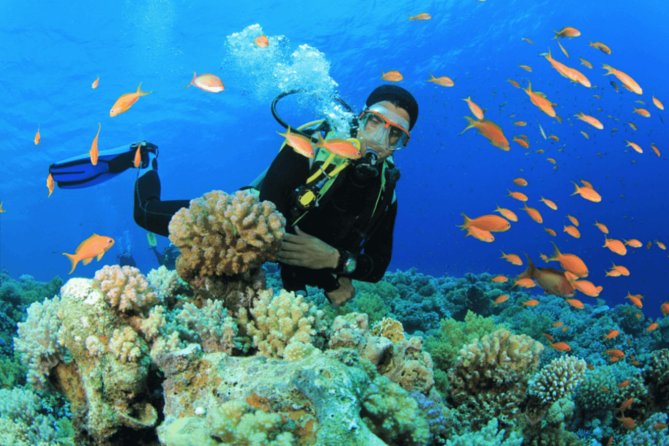 Scuba Diving Tour - Key takeaways before you go