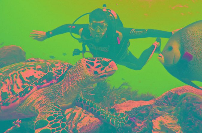 Scuba Diving Tour - Non-divers are welcome, and that changes the whole vibe