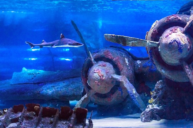 Side: Antalya Aquarium Ticket With Optional Transfer - Hotel Pickup and the 7-Hour Structure, Without the Guesswork