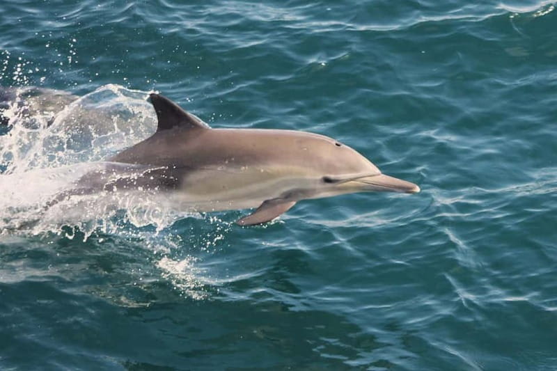 Side Dolphin Island Boat Cruise with Lunch & Drinks - Dolphin Island: the main attraction, with realistic expectations