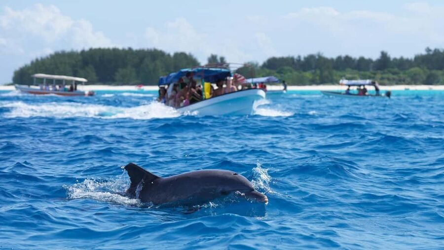 Side Dolphin Island Boat Trip with Lunch & Swim Stops - Side to Dolphin Island: What the day actually feels like