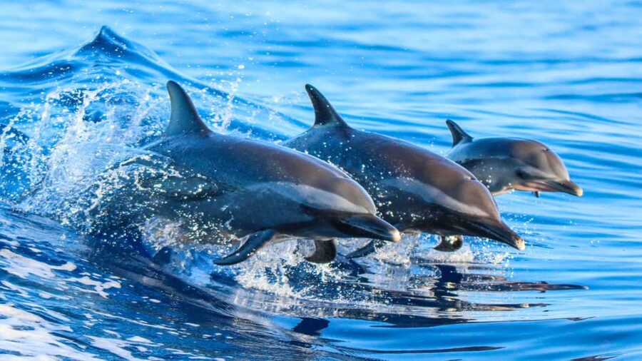 Side: Dolphin Island Boat Trip with Lunch & Unlimited Drinks - From Side Hotels to Kumköy Beach: The Smooth Start