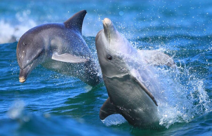 Side: Dolphin Island Boat Trip with Lunch & Unlimited Drinks - A Pirate-Themed Boat Day: Music, Foam Party, Kids Disco
