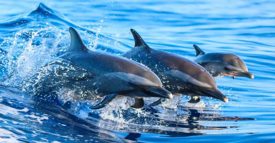 Side: Dolphin Island Boat Trip with Lunch & Unlimited Drinks - Manavgat River Meets the Sea: The First Swim Stop