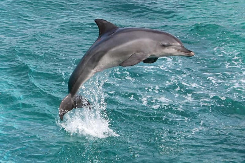 Side: Dolphins Island Cruise with Swimming Stops and Lunch - From Side Hotel Pickup to Baba A Boat Pier
