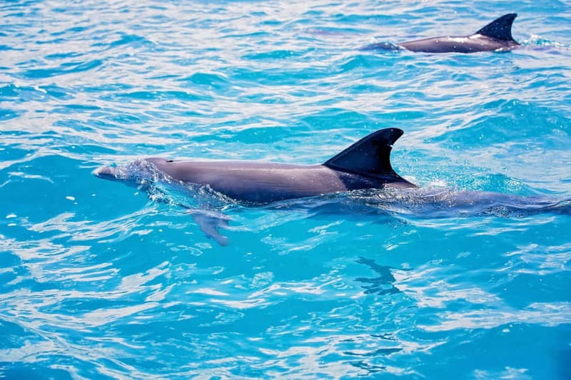 Side: Dolphins Island Cruise with Swimming Stops and Lunch - Dolphin and Turtle Spotting: What the Guide Actually Helps With