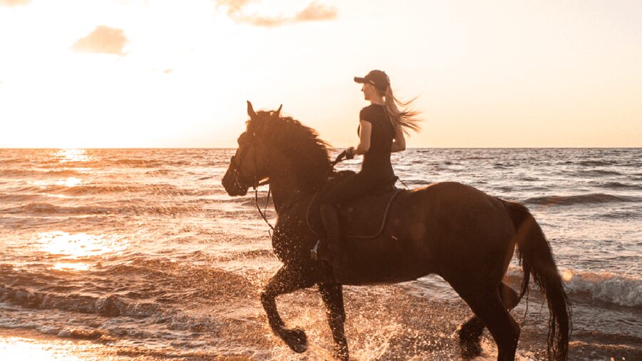 Side: Horseback Riding Tour in Nature - Animal welfare and transport concerns you should take seriously