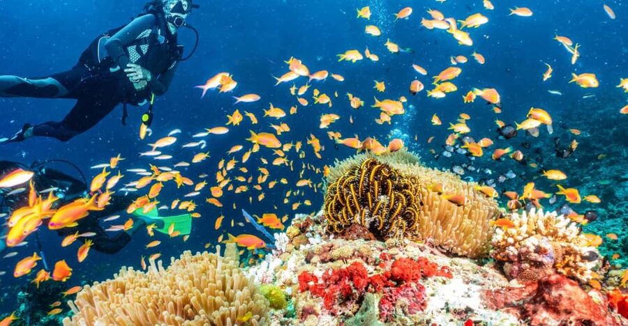 Side: Scuba Diving Tour Journey To The Depths Of The Blue - Getting to the harbor: pickup, bus time, and the 5-hour reality