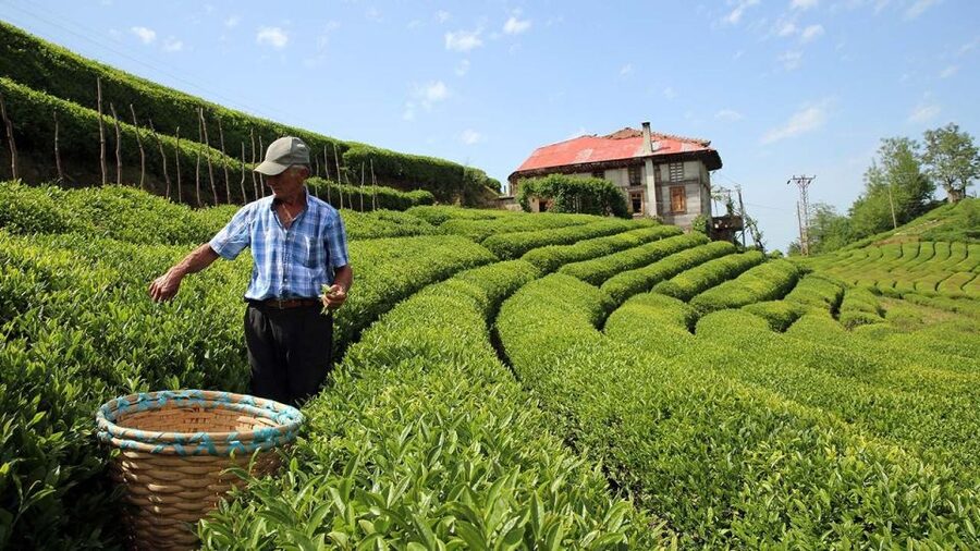 Trabzon: Uzungöl Group Tour, Explore The Nature & Taste Tea - Key highlights that make this tour worth your time